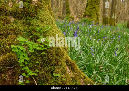 Sauerampfer (Oxalis acetosella) im Eichenwald. Carstamon Wood, Dumfries und Galloway, Schottland. Mai 2023 Stockfoto