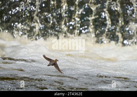 Weißkehlenlapper (Cinclus cinclus), River Tame, Greater Manchester. Mai 2023. Erwachsener mit Futter für Küken. Stockfoto