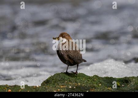 Weißkehlenlapper (Cinclus cinclus), River Tame, Greater Manchester. April 2023. Nistet an einer Wand neben einem Wehr. Erwachsener mit Futter für Küken. Stockfoto