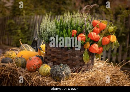 Ein Korbkorb auf Heu, gefüllt mit Heidekraut und Orangenblüten, dekoriert mit bunten Kürbissen und Kürbis. Dekor für Herbsttage und Thanksgiving Stockfoto