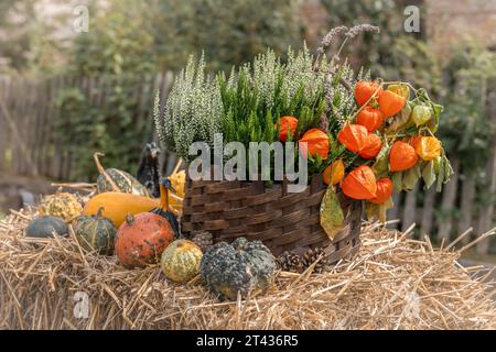 Ein Korbkorb auf Heu, gefüllt mit Heidekraut und Orangenblüten, dekoriert mit bunten Kürbissen und Kürbis. Dekor für Herbsttage und Thanksgiving Stockfoto