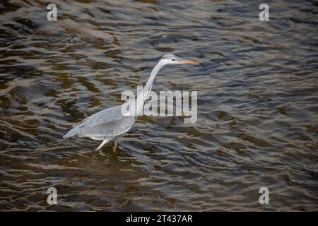 Ganzkörperporträt eines ausgewachsenen grauen Reihers, bereit zum Fischen im Fluss Stockfoto