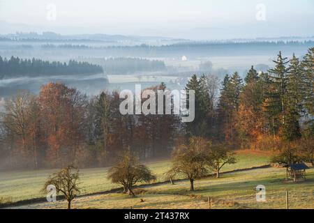 Landschaft im Allgäu im Herbst mit Morgennebel. Berge im Hintergrund. Allgäu, Deutschland. Stockfoto