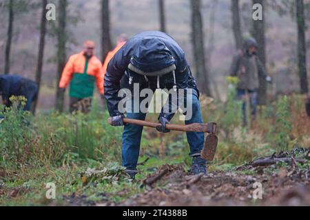 28. Oktober 2023, Sachsen-Anhalt, Elend: Teilnehmer und Unterstützer der Baumpflanzinitiative „heiermann4future“ Pflanzungspflanzen. Rund 9000 Laubbäume wurden im Waldgebiet Elend im Oberharz mit Unterstützung zahlreicher Freiwilliger gepflanzt. Der Schierk Vermieter, Gastronomie und Investor Th. Kurz vor der Corona-Pandemie gründete Rader die Initiative „heiermann4future“, um einen Beitrag zum Waldschutz im Harz zu leisten. Seitdem setzt er aus jeder gebuchten Nacht in seinen Häusern fünf Euro ein, um Laubbäume für den Harzer Zukunftswald in zu Pflanzen Stockfoto
