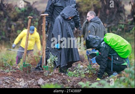 28. Oktober 2023, Sachsen-Anhalt, Elend: Teilnehmer und Unterstützer der Baumpflanzinitiative „heiermann4future“ Pflanzen unter anderem Bergahorn. Rund 9.000 Laubbäume wurden im Waldgebiet Elend im Oberharz mit Unterstützung zahlreicher Freiwilliger gepflanzt. Der Schierk Vermieter, Gastronomie und Investor Th. Kurz vor der Corona-Pandemie gründete Rader die Initiative „heiermann4future“, um einen Beitrag zum Waldschutz im Harz zu leisten. Seitdem setzt er fünf Euro aus jeder gebuchten Nacht in seinen Häusern ein, um Laubbäume für die H zu Pflanzen Stockfoto