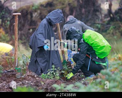 28. Oktober 2023, Sachsen-Anhalt, Elend: Teilnehmer und Unterstützer der Baumpflanzinitiative „heiermann4future“ Pflanzen unter anderem Bergahorn. Rund 9.000 Laubbäume wurden im Waldgebiet Elend im Oberharz mit Unterstützung zahlreicher Freiwilliger gepflanzt. Der Schierk Vermieter, Gastronomie und Investor Th. Kurz vor der Corona-Pandemie gründete Rader die Initiative „heiermann4future“, um einen Beitrag zum Waldschutz im Harz zu leisten. Seitdem setzt er fünf Euro aus jeder gebuchten Nacht in seinen Häusern ein, um Laubbäume für die H zu Pflanzen Stockfoto