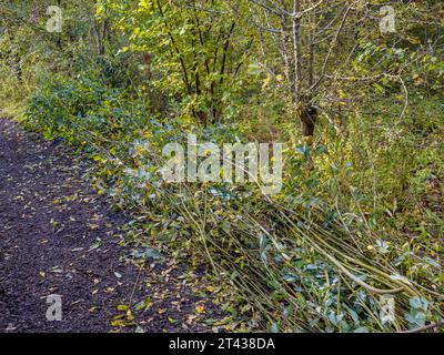 Coppiced Woodlands, Harcourt Arboretum, University of Oxford, Oxfordshire, England, GROSSBRITANNIEN, GB. Stockfoto