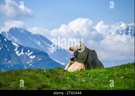 Kuh, die an einem sonnigen Tag auf Gras in den Bergen liegt Stockfoto