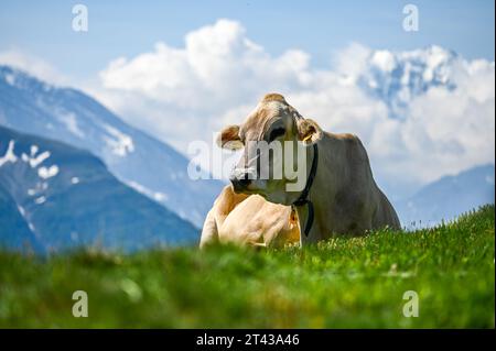 Kuh, die an einem sonnigen Tag auf Gras in den Bergen liegt Stockfoto