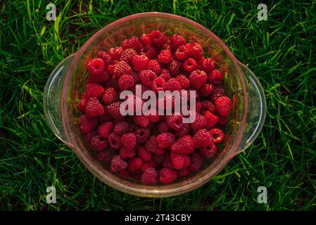 Ernte köstlicher Himbeeren. Reife rote Himbeeren in einem Glastopf auf dem Gras. Stockfoto