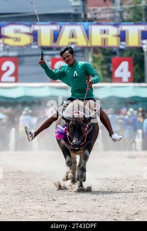 Bangkok, Thailand. Oktober 2023. Ein Jockey tritt beim jährlichen Buffalo Race Festival in Chonburi in der Provinz Chonburi im Osten von Bangkok an. Die Büffellauftradition ist ein traditionelles Ereignis in der Provinz Chonburi, eine der einzigartigen Traditionen von Chonburi, die seit mehr als 100 Jahren stattfindet. Die Büffellauftradition ist eine Tradition, die jährlich stattfindet. Am 16. Mond des 11. Monats oder 1 Tag vor der Fastenzeit, um die Moral der Büffel zu stärken und die Büffel nach einer langen Zeit der Landwirtschaft ruhen zu lassen. Quelle: SOPA Images Limited/Alamy Live News Stockfoto