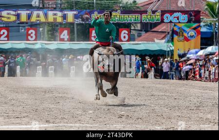 Bangkok, Thailand. Oktober 2023. Ein Jockey tritt beim jährlichen Buffalo Race Festival in Chonburi in der Provinz Chonburi im Osten von Bangkok an. Die Büffellauftradition ist ein traditionelles Ereignis in der Provinz Chonburi, eine der einzigartigen Traditionen von Chonburi, die seit mehr als 100 Jahren stattfindet. Die Büffellauftradition ist eine Tradition, die jährlich stattfindet. Am 16. Mond des 11. Monats oder 1 Tag vor der Fastenzeit, um die Moral der Büffel zu stärken und die Büffel nach einer langen Zeit der Landwirtschaft ruhen zu lassen. Quelle: SOPA Images Limited/Alamy Live News Stockfoto