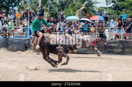 Bangkok, Thailand. Oktober 2023. Jockeys treten beim jährlichen Buffalo Race Festival in Chonburi in der Provinz Chonburi im Osten von Bangkok an. Die Büffellauftradition ist ein traditionelles Ereignis in der Provinz Chonburi, eine der einzigartigen Traditionen von Chonburi, die seit mehr als 100 Jahren stattfindet. Die Büffellauftradition ist eine Tradition, die jährlich stattfindet. Am 16. Mond des 11. Monats oder 1 Tag vor der Fastenzeit, um die Moral der Büffel zu stärken und die Büffel nach einer langen Zeit der Landwirtschaft ruhen zu lassen. Quelle: SOPA Images Limited/Alamy Live News Stockfoto