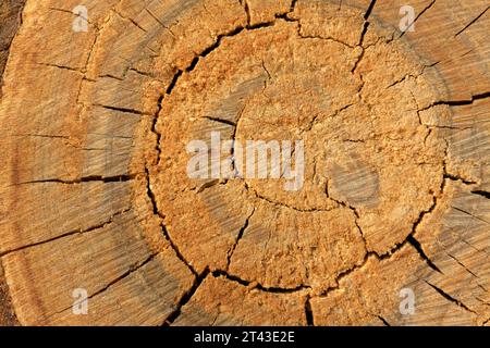 Woodiness Growth Ring, Nahaufnahme des Fotos Stockfoto