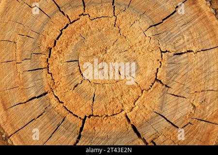 Woodiness Growth Ring, Nahaufnahme des Fotos Stockfoto