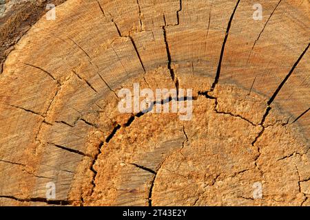 Woodiness Growth Ring, Nahaufnahme des Fotos Stockfoto