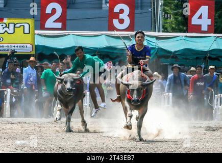 Jockeys treten beim jährlichen Buffalo Race Festival in Chonburi in der Provinz Chonburi im Osten von Bangkok an. Die Büffellauftradition ist ein traditionelles Ereignis in der Provinz Chonburi, eine der einzigartigen Traditionen von Chonburi, die seit mehr als 100 Jahren stattfindet. Die Büffellauftradition ist eine Tradition, die jährlich stattfindet. Am 16. Mond des 11. Monats oder 1 Tag vor der Fastenzeit, um die Moral der Büffel zu stärken und die Büffel nach einer langen Zeit der Landwirtschaft ruhen zu lassen. Außerdem ist es Tradition, Büffel zu betreiben, Dankbarkeit gegenüber den Büffeln zu zeigen, die ein wohlwollendes Tier für die Bauern und die Thailänder sind. Stockfoto