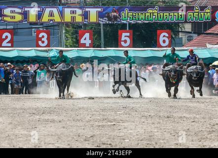 Jockeys treten beim jährlichen Buffalo Race Festival in Chonburi in der Provinz Chonburi im Osten von Bangkok an. Die Büffellauftradition ist ein traditionelles Ereignis in der Provinz Chonburi, eine der einzigartigen Traditionen von Chonburi, die seit mehr als 100 Jahren stattfindet. Die Büffellauftradition ist eine Tradition, die jährlich stattfindet. Am 16. Mond des 11. Monats oder 1 Tag vor der Fastenzeit, um die Moral der Büffel zu stärken und die Büffel nach einer langen Zeit der Landwirtschaft ruhen zu lassen. Außerdem ist es Tradition, Büffel zu betreiben, Dankbarkeit gegenüber den Büffeln zu zeigen, die ein wohlwollendes Tier für die Bauern und die Thailänder sind. Stockfoto