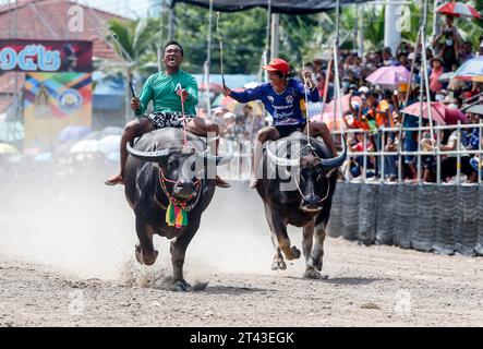 Jockeys treten beim jährlichen Buffalo Race Festival in Chonburi in der Provinz Chonburi im Osten von Bangkok an. Die Büffellauftradition ist ein traditionelles Ereignis in der Provinz Chonburi, eine der einzigartigen Traditionen von Chonburi, die seit mehr als 100 Jahren stattfindet. Die Büffellauftradition ist eine Tradition, die jährlich stattfindet. Am 16. Mond des 11. Monats oder 1 Tag vor der Fastenzeit, um die Moral der Büffel zu stärken und die Büffel nach einer langen Zeit der Landwirtschaft ruhen zu lassen. Außerdem ist es Tradition, Büffel zu betreiben, Dankbarkeit gegenüber den Büffeln zu zeigen, die ein wohlwollendes Tier für die Bauern und die Thailänder sind. Stockfoto