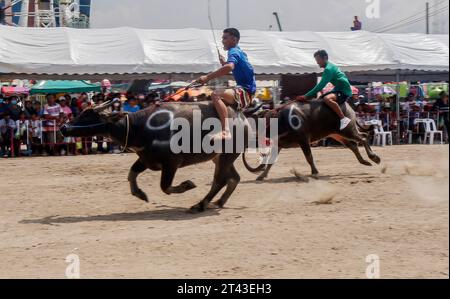 Jockeys treten beim jährlichen Buffalo Race Festival in Chonburi in der Provinz Chonburi im Osten von Bangkok an. Die Büffellauftradition ist ein traditionelles Ereignis in der Provinz Chonburi, eine der einzigartigen Traditionen von Chonburi, die seit mehr als 100 Jahren stattfindet. Die Büffellauftradition ist eine Tradition, die jährlich stattfindet. Am 16. Mond des 11. Monats oder 1 Tag vor der Fastenzeit, um die Moral der Büffel zu stärken und die Büffel nach einer langen Zeit der Landwirtschaft ruhen zu lassen. Außerdem ist es Tradition, Büffel zu betreiben, Dankbarkeit gegenüber den Büffeln zu zeigen, die ein wohlwollendes Tier für die Bauern und die Thailänder sind. Stockfoto