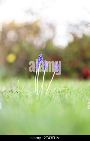 Ein vertikales Nahaufnahme-Porträt mehrerer blauer Traubenhyazinthen oder Muscari-Blüten, die im Frühjahr auf einem Rasen eines Gartens stehen Stockfoto
