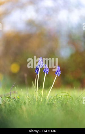 Ein vertikales Nahaufnahme-Porträt mehrerer blauer Traubenhyazinthen oder Muscari-Blüten, die im Frühling auf einem Gras eines Gartens in der Sonne stehen Stockfoto