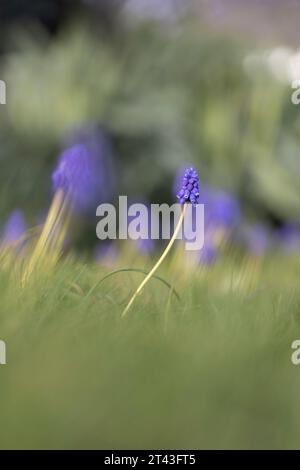 Ein Low-Shot-Porträt einer blauen Traubenhyazinthe oder Muscari-Blume, die im Frühjahr auf einem Grasrasen eines Gartens steht. Stockfoto