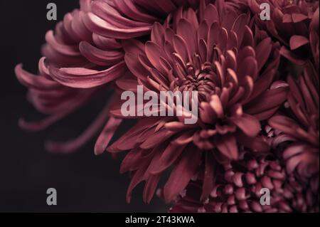 Einfarbige Blüten in einer staubigen Rose vor dunklem Hintergrund. Stockfoto