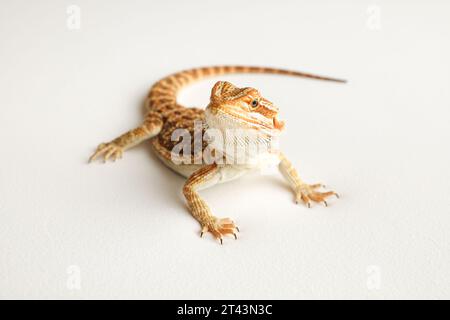 Bärtiger Drache, pogona vitticeps, auf weißem Hintergrund, Tigermuster verändert sich. Stockfoto