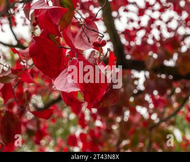 Nahaufnahme eines blühenden Dogwood (Cornus florida) in Walla Walla, WA. Stockfoto