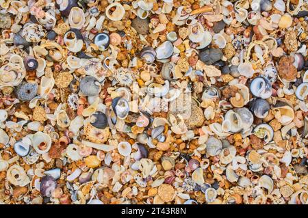 Eine Vielzahl von mehrfarbigen Muscheln und Felsstücken am Strand von Cape Leeuwin im Südwesten Westaustraliens. Stockfoto