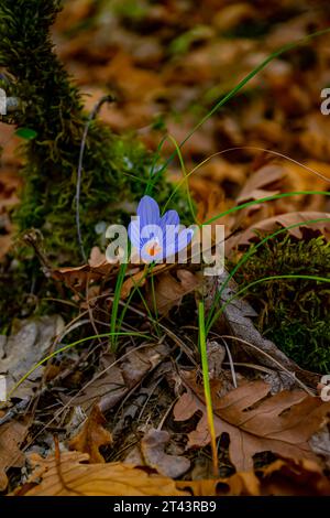 Lila Blume im Wald Stockfoto