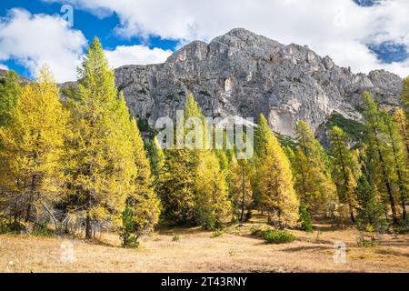 Blick auf einen Lärchenwald und Berg in der Nähe von Alta Badia in den Dolomiten Italiens an einem sonnigen Herbsttag. Stockfoto