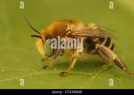 Natürliche Nahaufnahme einer niedlichen kleinen, flauschigen männlichen einsamen Blumenkiene Anthophora bimaculata, die auf einer Blume sitzt Stockfoto