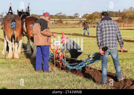 28. Oktober 23, Prestwick, Großbritannien. Die 59. Schottische Pflugmeisterschaft, die auf mehr als 200 Hektar Montonhill Farm in der Nähe von Prestwick, Ayrshire, Schottland, Großbritannien, ausgetragen wurde. mehr als 100 internationale Teilnehmer, darunter Shire- und Clydesdale-Pferde, europäische klassische und alte Traktoren und Pflüge sowie moderne Traktoren mit Pflügen. Die Gewinner erhalten Qualifikationspunkte und können an der Weltmeisterschaft im Pflügen teilnehmen. Quelle: Findlay/Alamy Live News Stockfoto