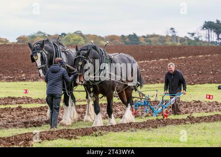 28. Oktober 23, Prestwick, Großbritannien. Die 59. Schottische Pflugmeisterschaft, die auf mehr als 200 Hektar Montonhill Farm in der Nähe von Prestwick, Ayrshire, Schottland, Großbritannien, ausgetragen wurde. mehr als 100 internationale Teilnehmer, darunter Shire- und Clydesdale-Pferde, europäische klassische und alte Traktoren und Pflüge sowie moderne Traktoren mit Pflügen. Die Gewinner erhalten Qualifikationspunkte und können an der Weltmeisterschaft im Pflügen teilnehmen. Quelle: Findlay/Alamy Live News Stockfoto