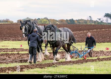 28. Oktober 23, Prestwick, Großbritannien. Die 59. Schottische Pflugmeisterschaft, die auf mehr als 200 Hektar Montonhill Farm in der Nähe von Prestwick, Ayrshire, Schottland, Großbritannien, ausgetragen wurde. mehr als 100 internationale Teilnehmer, darunter Shire- und Clydesdale-Pferde, europäische klassische und alte Traktoren und Pflüge sowie moderne Traktoren mit Pflügen. Die Gewinner erhalten Qualifikationspunkte und können an der Weltmeisterschaft im Pflügen teilnehmen. Quelle: Findlay/Alamy Live News Stockfoto