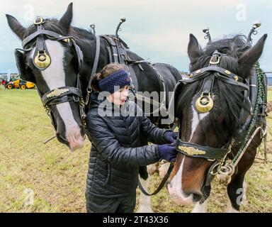 28. Oktober 23, Prestwick, Großbritannien. Die 59. Schottische Pflugmeisterschaft, die auf mehr als 200 Hektar Montonhill Farm in der Nähe von Prestwick, Ayrshire, Schottland, Großbritannien, ausgetragen wurde. mehr als 100 internationale Teilnehmer, darunter Shire- und Clydesdale-Pferde, europäische klassische und alte Traktoren und Pflüge sowie moderne Traktoren mit Pflügen. Die Gewinner erhalten Qualifikationspunkte und können an der Weltmeisterschaft im Pflügen teilnehmen. Quelle: Findlay/Alamy Live News Stockfoto