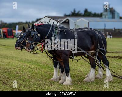 Clydesdale Pferde in einem Pflügerteam Stockfoto