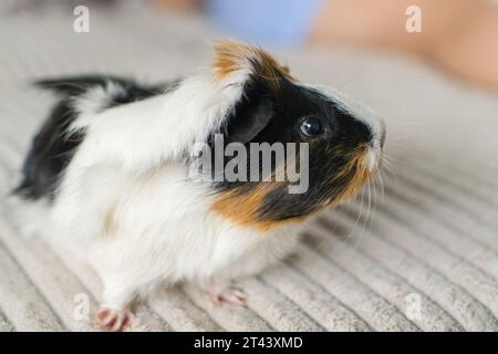 Meerschweinchenrosette, Junges Meerschweinchen Nahaufnahme auf hellem Hintergrund Stockfoto