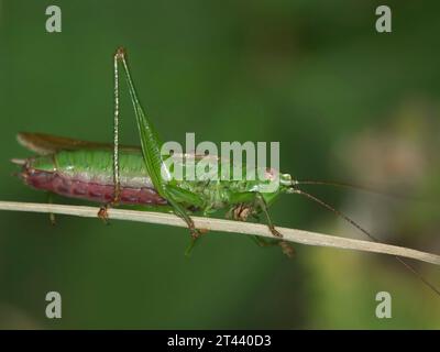 Natürliche Nahaufnahme der langflügeligen Conehead Buschgrille Conocephalus Stockfoto