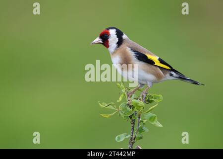 Europäischer Goldfinch, Carduelis Carduelis, sitzt im Frühjahr auf einem Ast. Stockfoto