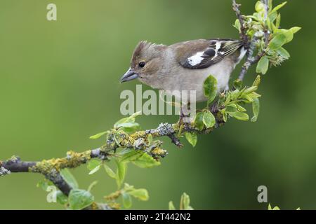 Weibliche Chaffinch, Fringilla coelebs, hoch oben, Mid Wales, großbritannien Stockfoto