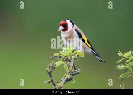 Europäischer Goldfinch, Carduelis Carduelis, sitzt im Frühjahr auf einem Ast. Stockfoto