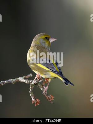 Europäischer Greenfinch, Carduelis chloris, im Winter auf einer Niederlassung in Mid Wales, vereinigtes königreich Stockfoto