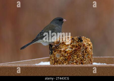 Dieses Foto zeigt einen wunderschönen schieferfarbenen Junco an einem Wintermorgen. Es sind kleine, graue New World Spatzen. Stockfoto