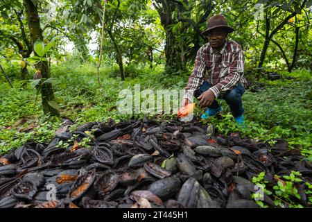 Ein Landwirt in der Nähe der Schlachtkörper der Kakaoschoten, die während der Ernte geleert wurden. Stockfoto