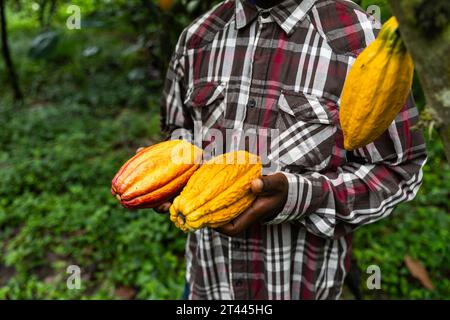 Nahaufnahme von frisch geernteten Kakaoschoten, die von einem Landwirt in der Plantage geerntet wurden. Stockfoto