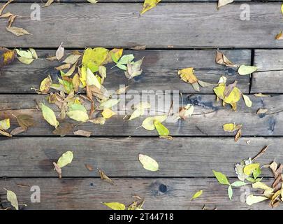 Etwas trockenes Laub auf Holzbrettern als Hintergrund von oben Stockfoto