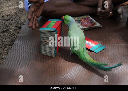 Papageienastrologie in Indien Chilaka josyam kili josiyam in Indien Papageienhoroskop Close up Papagei. Papagei nimmt eine Karte auf Stockfoto